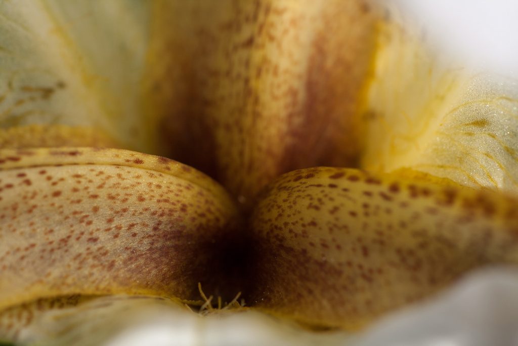 Intimate Albino Nazareth Iris