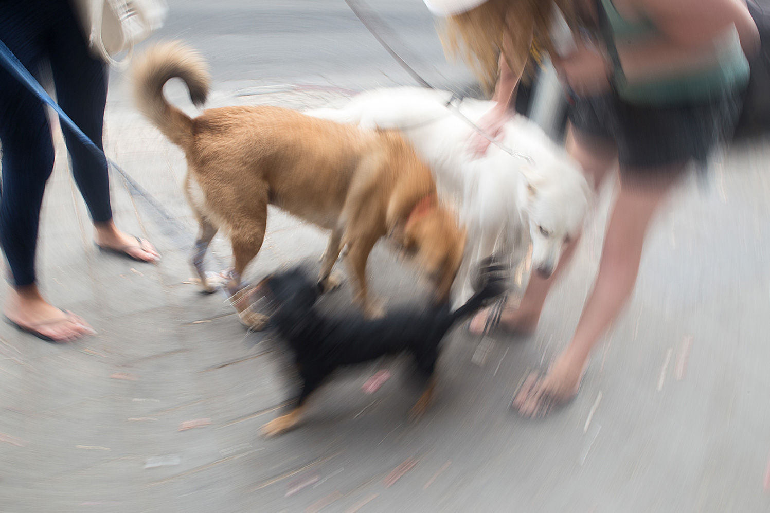 כלבים בפלורנטין, תל-אביב