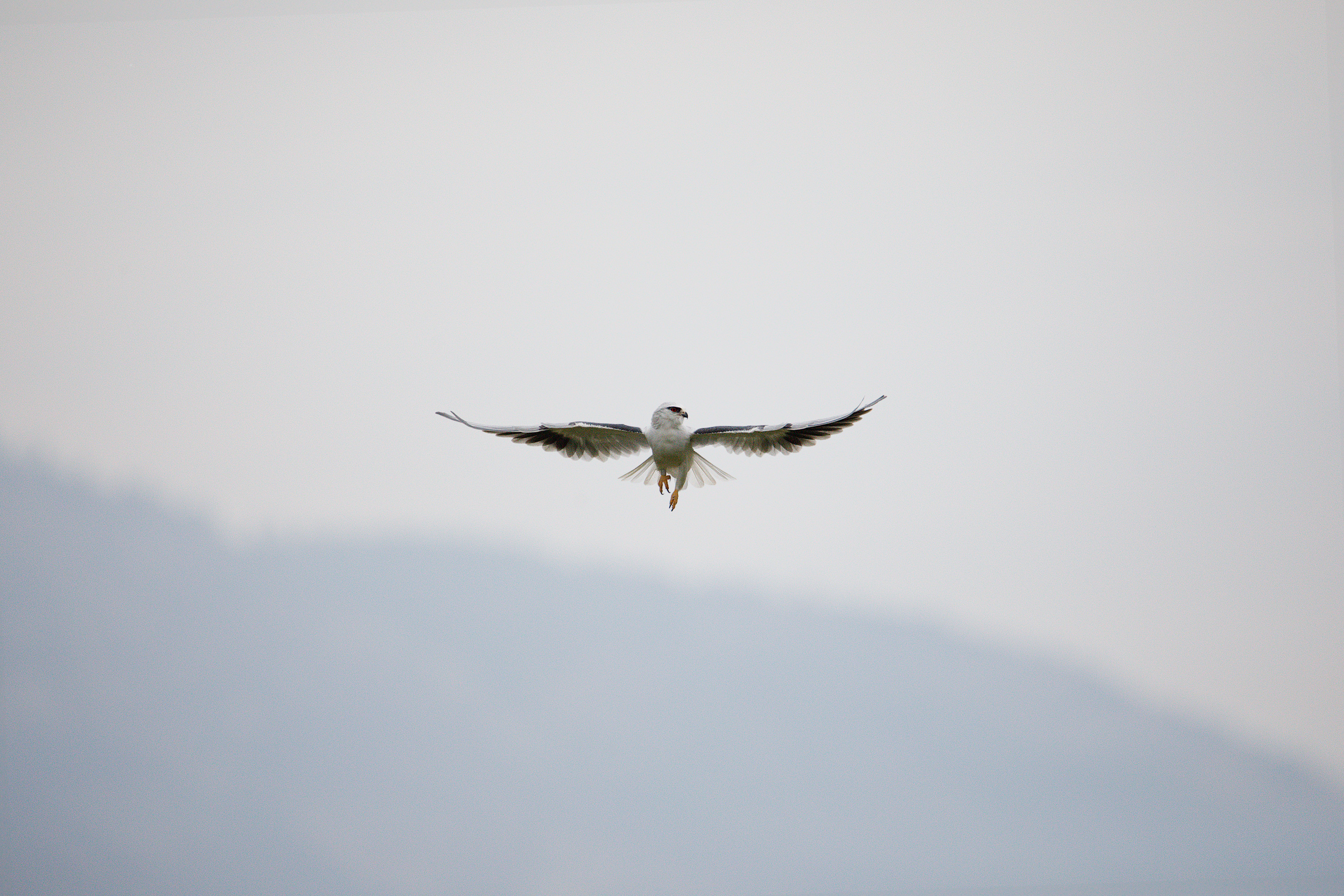 דאה שחורת כתף