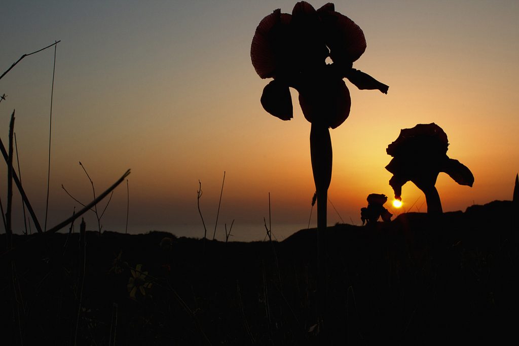 נופי אירוס הארגמן נכחדים