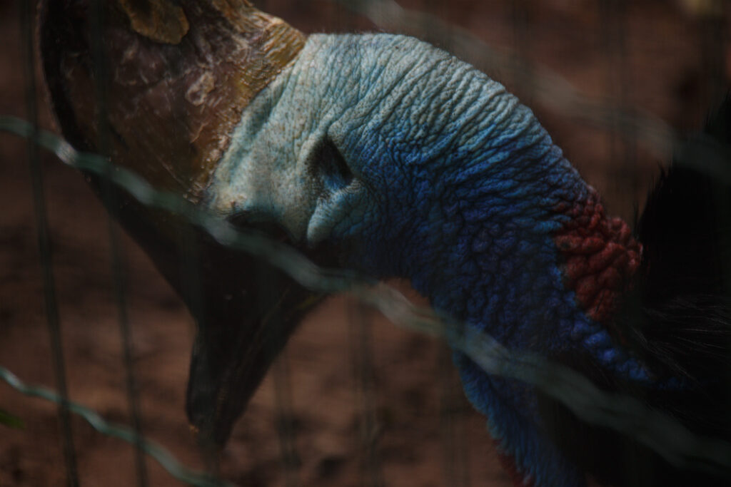 קזואר בגן החיות