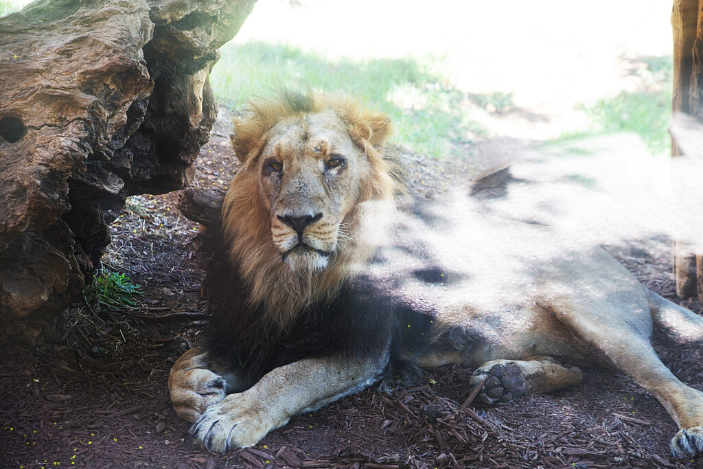 אריה אסיאתי - גן החיות התנכי