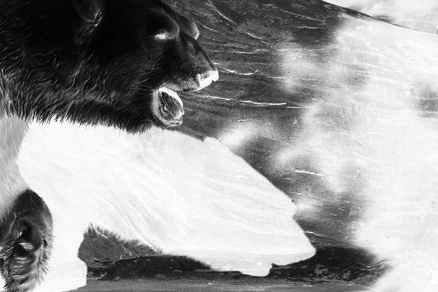 דוב לבן - דוב שחור, גן החיות של פראג Polar bear