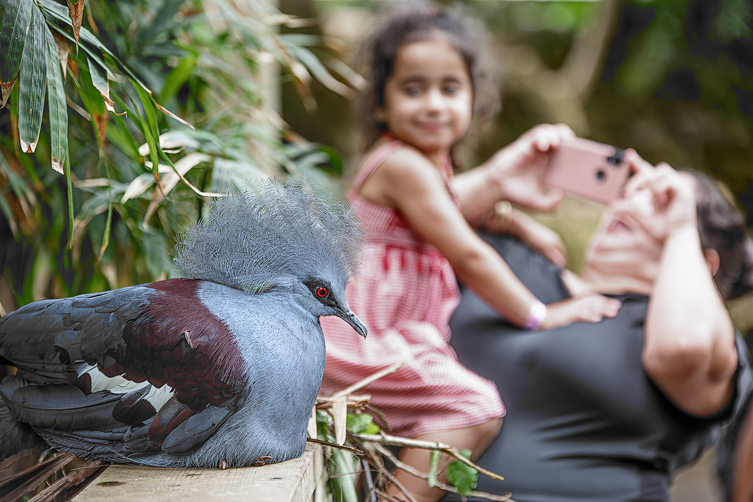 נחישות של שתי אימהות. יונת הכתר דוגרת על שתי ביצים.
