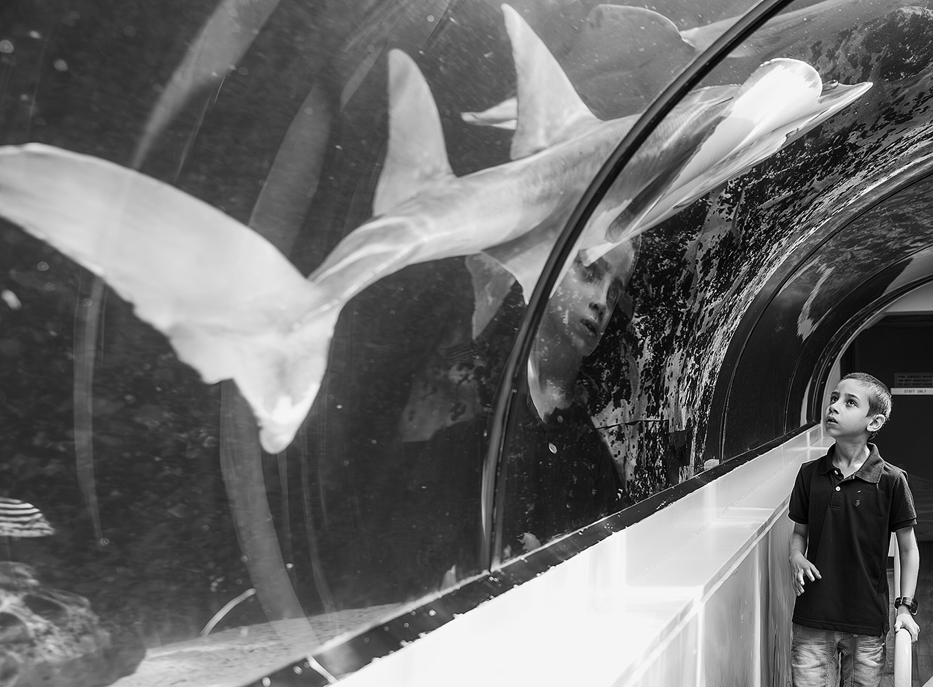 חלומות על גיבורי על, האקווריום של סידני, אוסטרליה