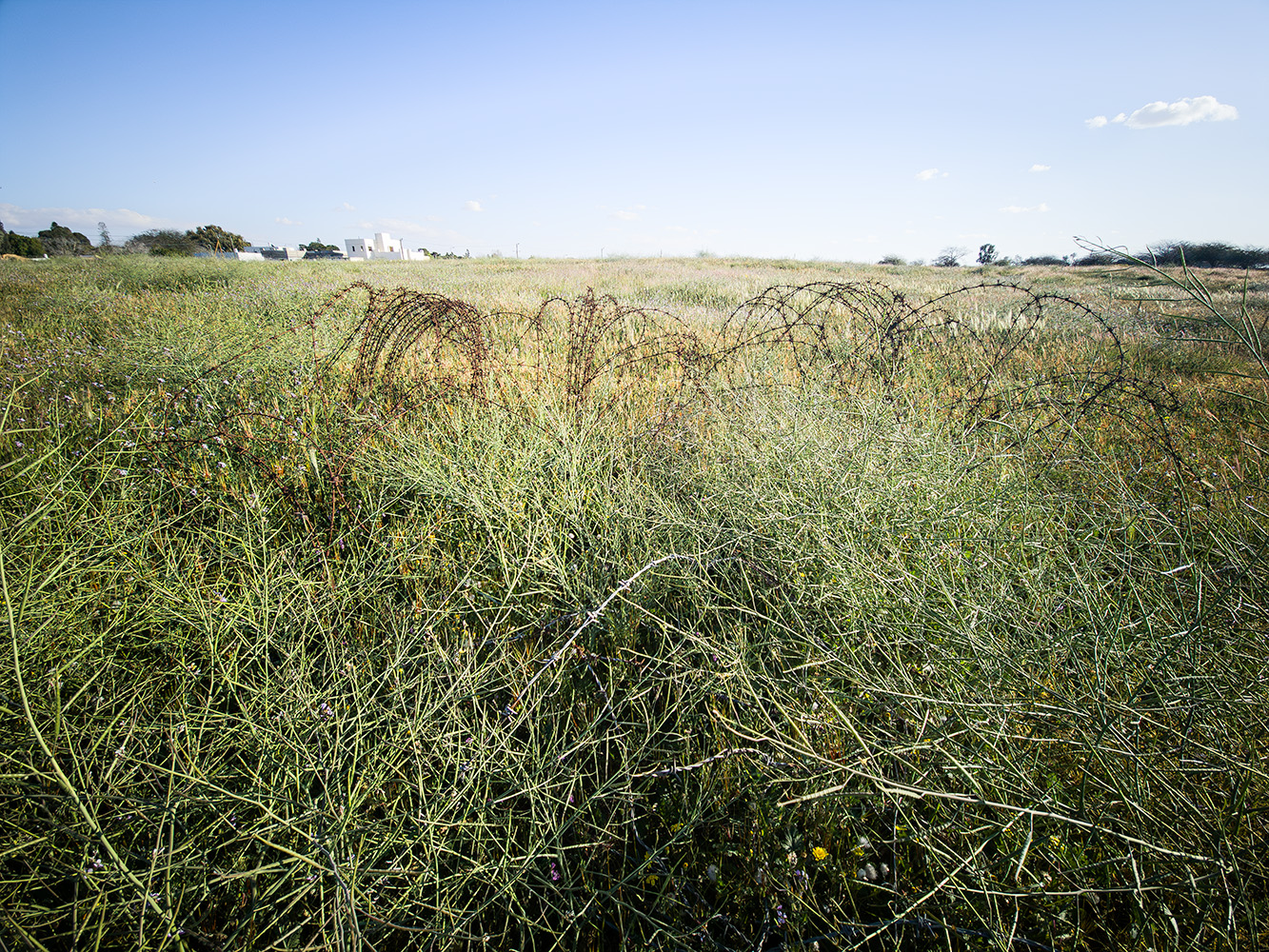 קונצרטינה, 2026 קונצרטינה, 2026
