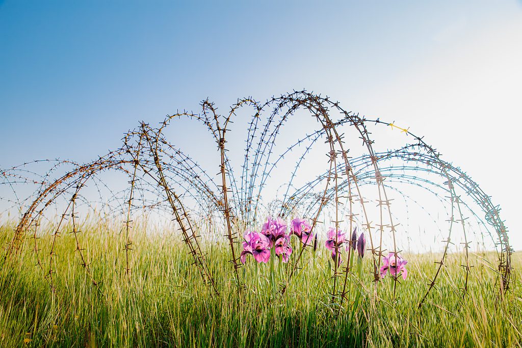 אירוס הנגב, 2016